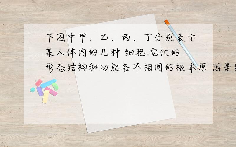 下图中甲、乙、丙、丁分别表示某人体内的几种 细胞,它们的形态结构和功能各不相同的根本原 因是细胞中（下图中甲、乙、丙、丁分别表示某人体内的几种 细胞,它们的形态结构和功能各