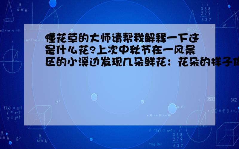 懂花草的大师请帮我解释一下这是什么花?上次中秋节在一风景区的小溪边发现几朵鲜花：花朵的样子像红百合都是几朵聚在一根杆上、但花瓣要细长一点、花也很红,花朵下面是一根光滑的